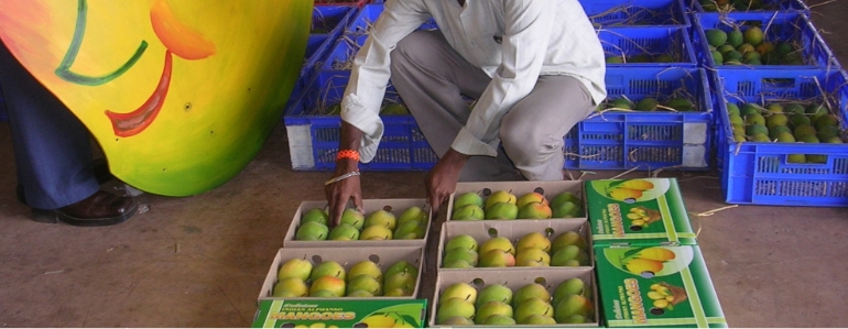 Devgad Alphonso Mango Boxes