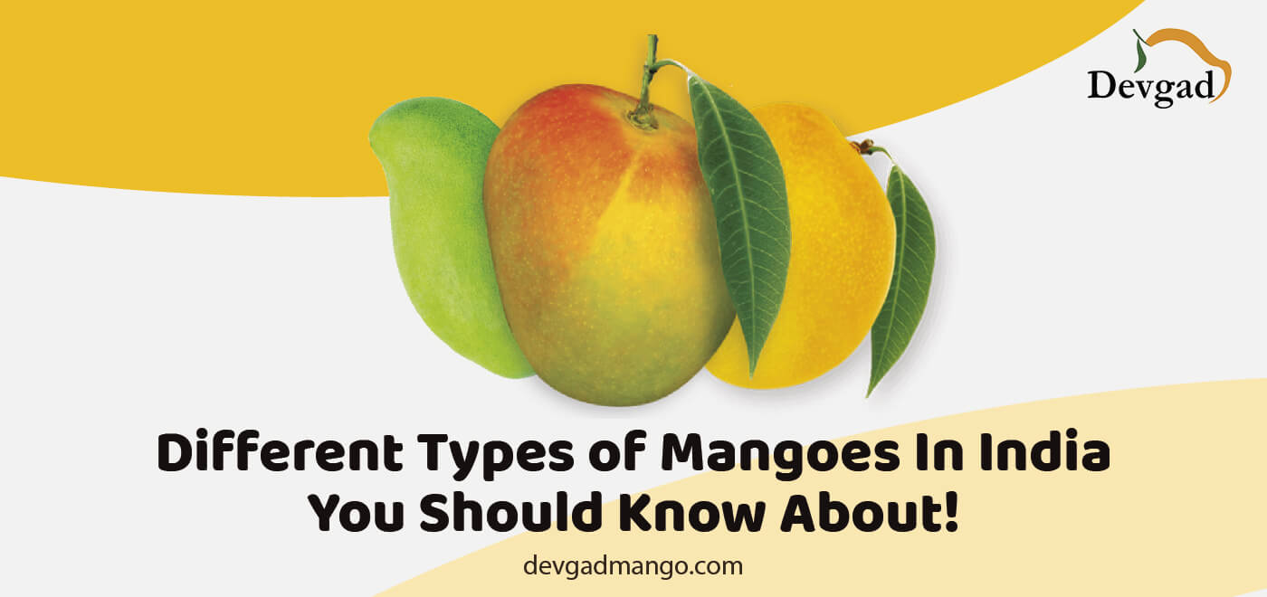 Mango Varieties - Types of Mangoes